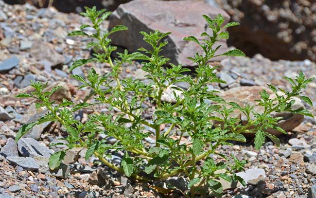 Amaranthus albus, Prostrate Pigweed, Southwest Desert Flora